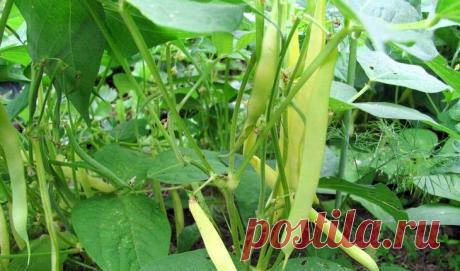 Спаржевая фасоль