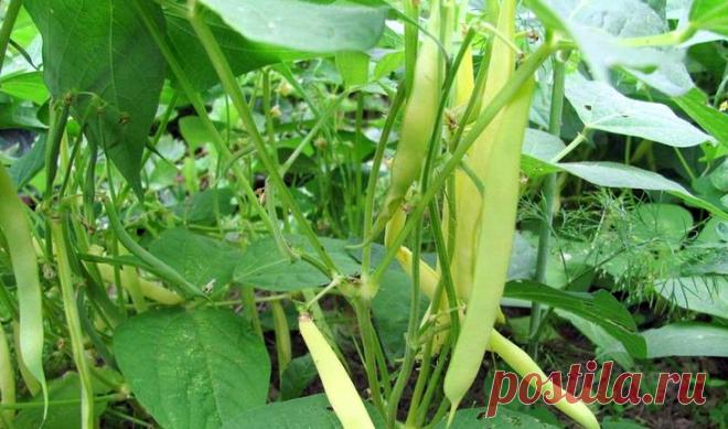 Спаржевая фасоль