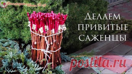 Привитые саженцы винограда. Самый простой способ настольной прививки в домашних условиях!