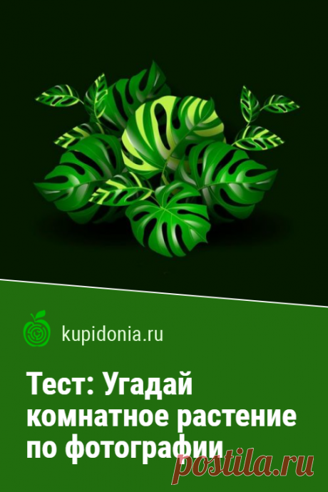 Тест: Угадай комнатное растение по фотографии. Предлагаем вашему вниманию интересный тест с фотографиями о комнатных растениях, который проверит вашу визуальную память и знания.