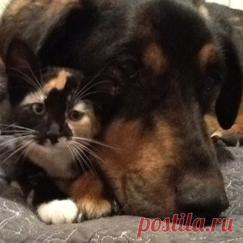 Привязанность