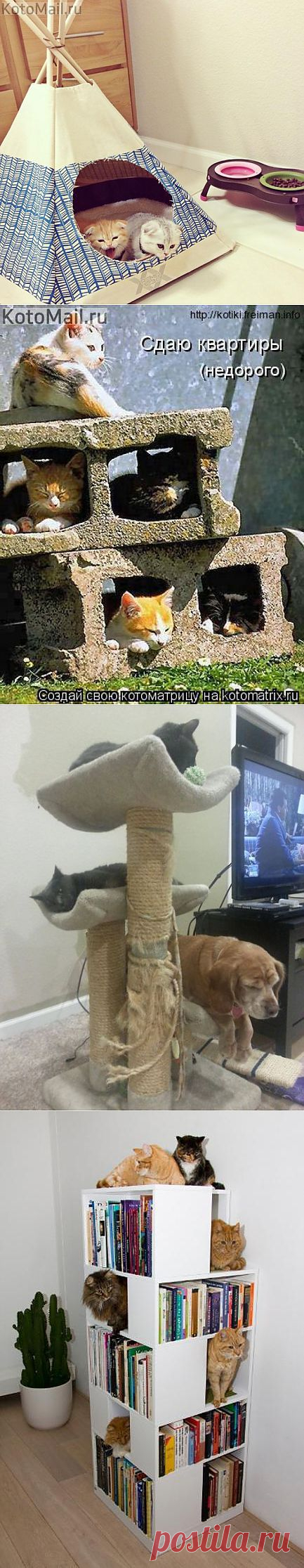 Кемпинг для котов | KotoMail.ru
