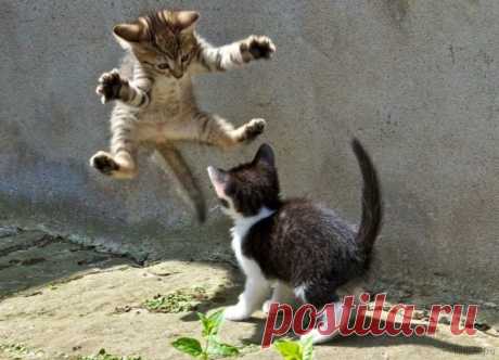 Юмор с пушистым хвостом! Подборка фото для поднятия настроения: в объективе смешные котики! | 😺 ПетКлаб | Яндекс Дзен