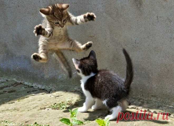 Юмор с пушистым хвостом! Подборка фото для поднятия настроения: в объективе смешные котики! | 😺 ПетКлаб | Яндекс Дзен