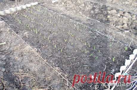 Открываем посевную 2016. Первая волна. Подзимый посев. Третья часть, заключительная.: Группа Наши грядки