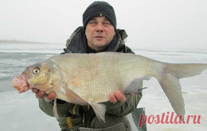 Лучший рецепт теста для ловли зимнего леща Наверняка каждый рыболов-зимник стакивался со следующей ситуацией на рыбалке: сидит он зимой возле лунки на протяжении нескольких часов, а вместо хорошего леща вытаскивает то небольшого окунишку, то к…