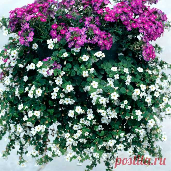 Комнатное растение Бакопа (Bacopa). Бакопа хорошо известна аквариумистам, однако в культуре поддерживаются и наземные представители этого рода. В тропических странах бакопы являются болотными растениями; в домашних условиях они могут выращиваться как ампельные растения. Разрастающиеся растения обрезают в конце лета и в начале осени. Основное условие для хорошего самочувствия бакопы - обилие влаги и свежий воздух. Цветки невелики, однако цветет бакопа обильно.