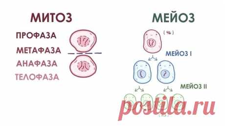 Чем отличаются фазы деления у Митоза и Мейоза?
 Мы подготовили документ со всей необходимой инфой и таблицами.
Жми по ссылке, чтобы скачать :
https://vk.cc/c3Tjck