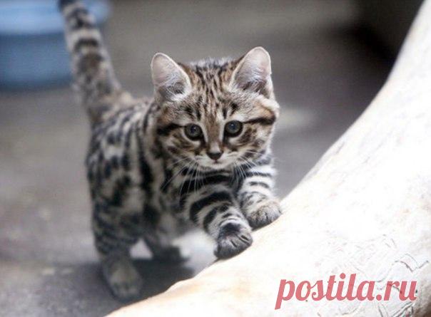 ♥ ЖИВОТНЫЕ ♥ ПРИРОДА ♥