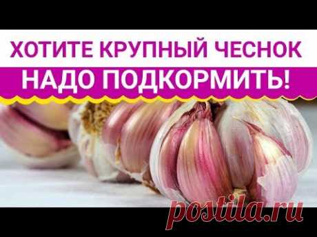 Хотите крупный чеснок   надо подкормить!