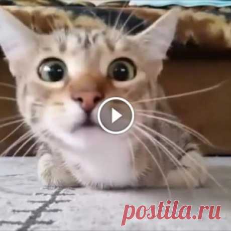 Кот, который смотрит фильм ужасов, стал звездой интернета