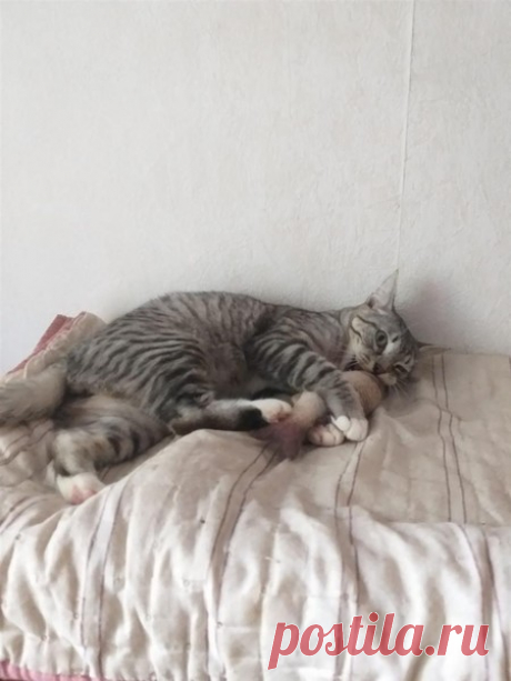 Котёнок-подросток Фоксик в добрые руки. Москва и МО – &quot;ЗВЕЗДЫ В ЗАЩИТУ ЖИВОТНЫХ&quot;, пользователь Любовь Морган | Группы Мой Мир