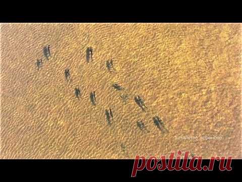 Летая сверху над рекой Медведица проследил за стаей крупного жереха. Косяк шёл быстро, не останавливаясь. Сплав рыбы - вид сверху.
Все видео в плейлисте: https://www.youtube.com/watch?v=4gEJy5cMKHU&list=PLO_ke2Qm1tA1dvDtLVToR5o7Ffv0E88Qa
С Вами Вячеслав  #хозяйство_воронова_пруд