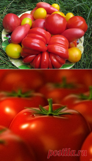 С рассадой не вожусь. Семенами обхожусь. Томаты без рассады