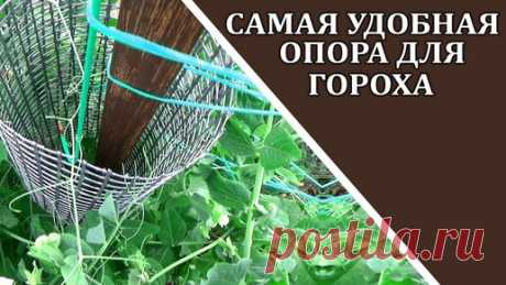 Как вырастить горох, чтобы не занимать место на огороде | Любимая усадьба | Дзен
