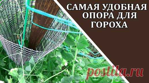 Как вырастить горох, чтобы не занимать место на огороде | Любимая усадьба | Дзен