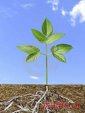 Вермикулит вспученный
Дневник Елена-надежда