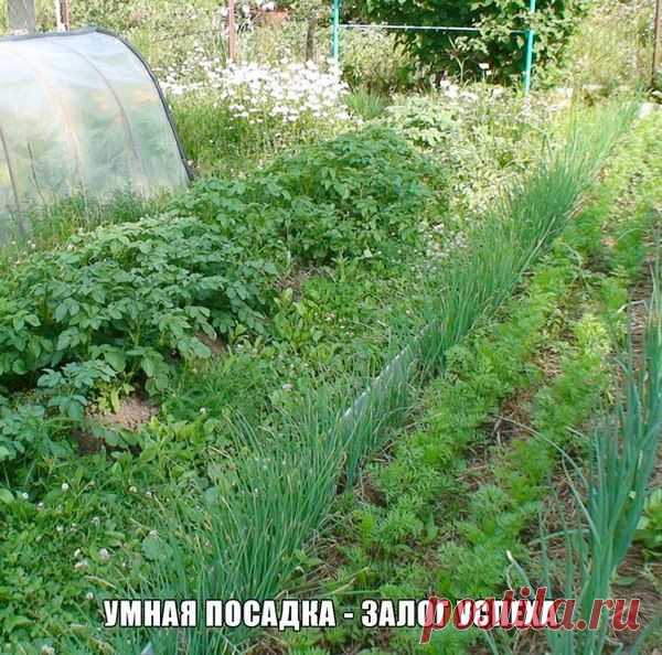 Умная посадка - залог успеха