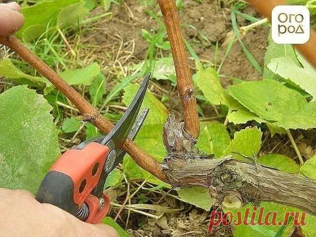 5 ОШИБОК  ПРИ ОБРЕЗКЕ ВИНОГРАДА