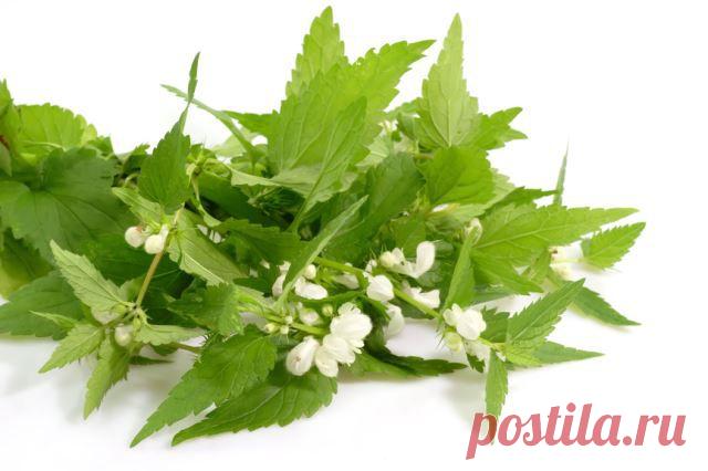 Репейное Масло с Крапивой Для Волос