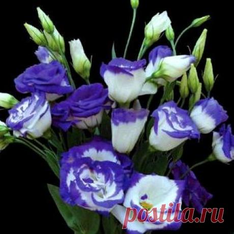 ЛИЗИАНТУС ИЛИ ЭУСТОМА - УХОД И РАЗВЕДЕНИЕ.