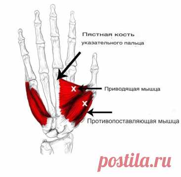 Мышцы большого пальца кисти. Самомассаж
