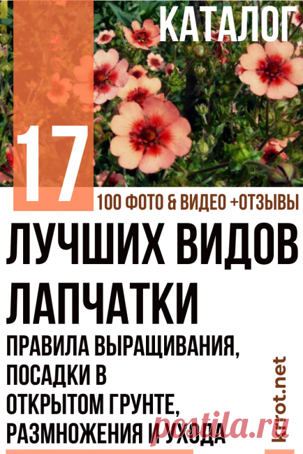 Лапчатка: Описание 17 Видов, Посадка, Уход (100 Фото)+Отзывы