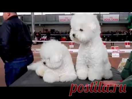 ДВЕ ХРИЗАНТЕМЫ. Бишон фризе.Bichon Frise.Французская болонка. Odessa.