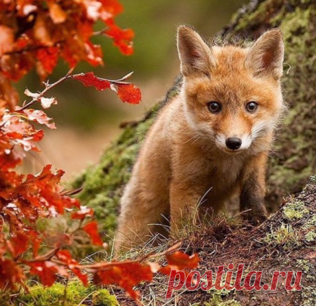 animals and nature