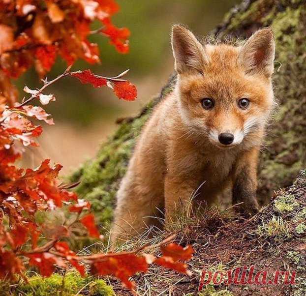 animals and nature