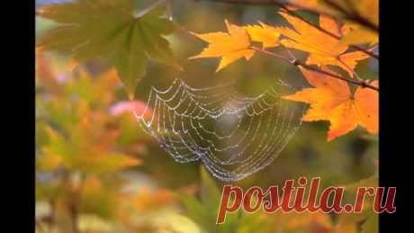 Когда бабье лето 2017 прогноз чего ждать от погоды осенью. Новости сегодня 28.09.2017 г.