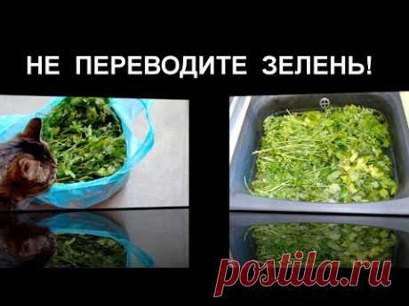 Стебли больше НЕ ВЫБРАСЫВАЮ! Зелень на ЗИМУ 2 варианта хранения! Универсальная ПРИПРАВА на зиму!