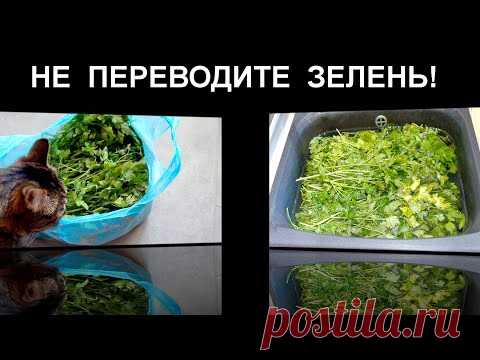 Стебли больше НЕ ВЫБРАСЫВАЮ! Зелень на ЗИМУ 2 варианта хранения! Универсальная ПРИПРАВА на зиму!