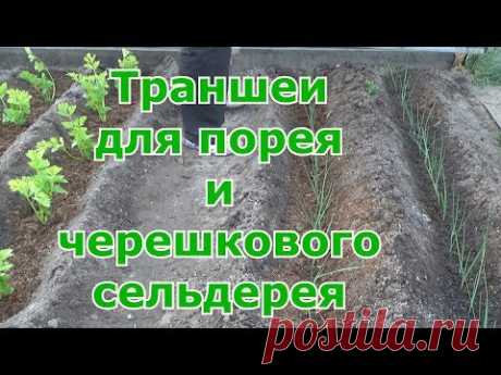 Высадка в траншеи лука-порея и черешкового сельдерея