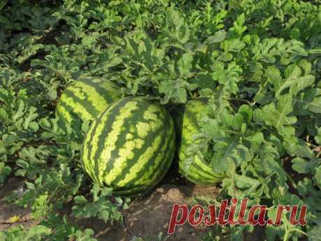 вот они родные