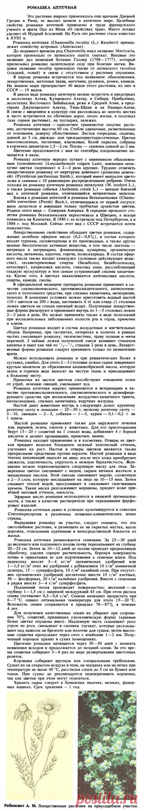 Ромашка аптечная