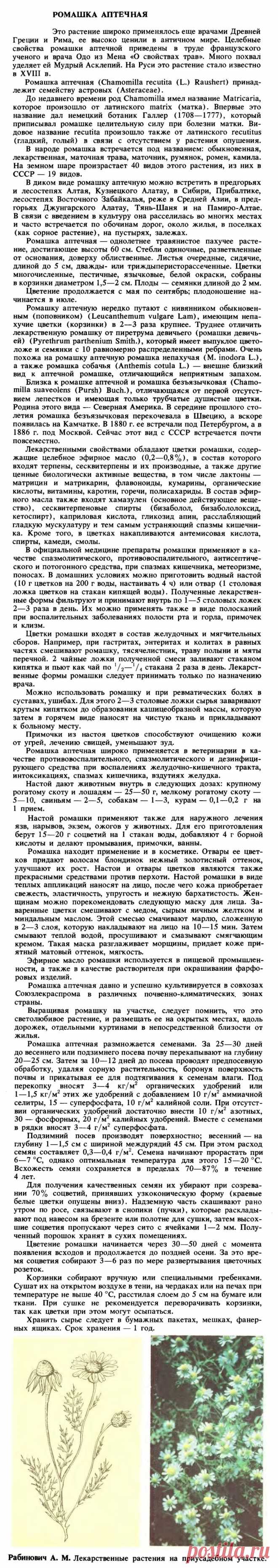 Ромашка аптечная