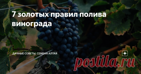 7 золотых правил полива винограда Виноград – культура, которая требует Вашего внимания в течение всего лета. Залог крупных, спелых, сочных гроздей винограда, в частности, зависит от полива.