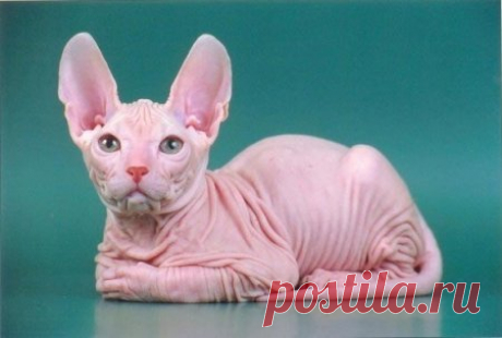 sp.tomica.ru • Просмотр темы - СП74.Домашний текстиль в стиле ГЛАМУР.Меховые наволочки