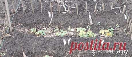 Открываем посевную 2016. Первая волна. Подзимый посев. Третья часть, заключительная.: Группа Наши грядки