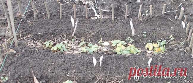 Открываем посевную 2016. Первая волна. Подзимый посев. Третья часть, заключительная.: Группа Наши грядки