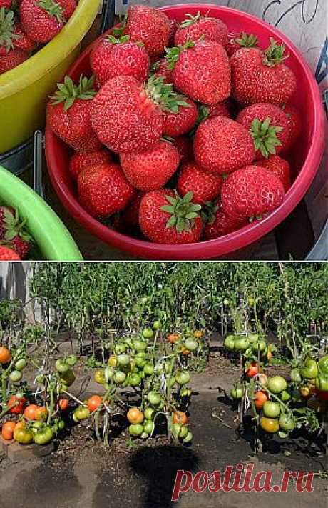 Вкусный Огород: Сад-огород, вопросы и ответы, февраль, 2014

Как сохранить вишню зимой?

Вишню укрывают снегом, а чтобы она не выпревала, у основания куста ставят вверх дном алюминиевый бачок, или старое ведро, или чугун и все засыпаю снегом. Выпреваний нет.

Как устроить навозные грядки?

Опыт огородника.

Перцы, баклажаны, арбузы, огурцы, дыни я выращиваю на навозных грядках