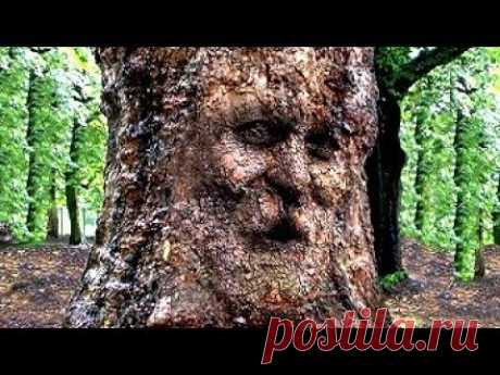 50 Самых Необычных Деревьев в Истории Мира