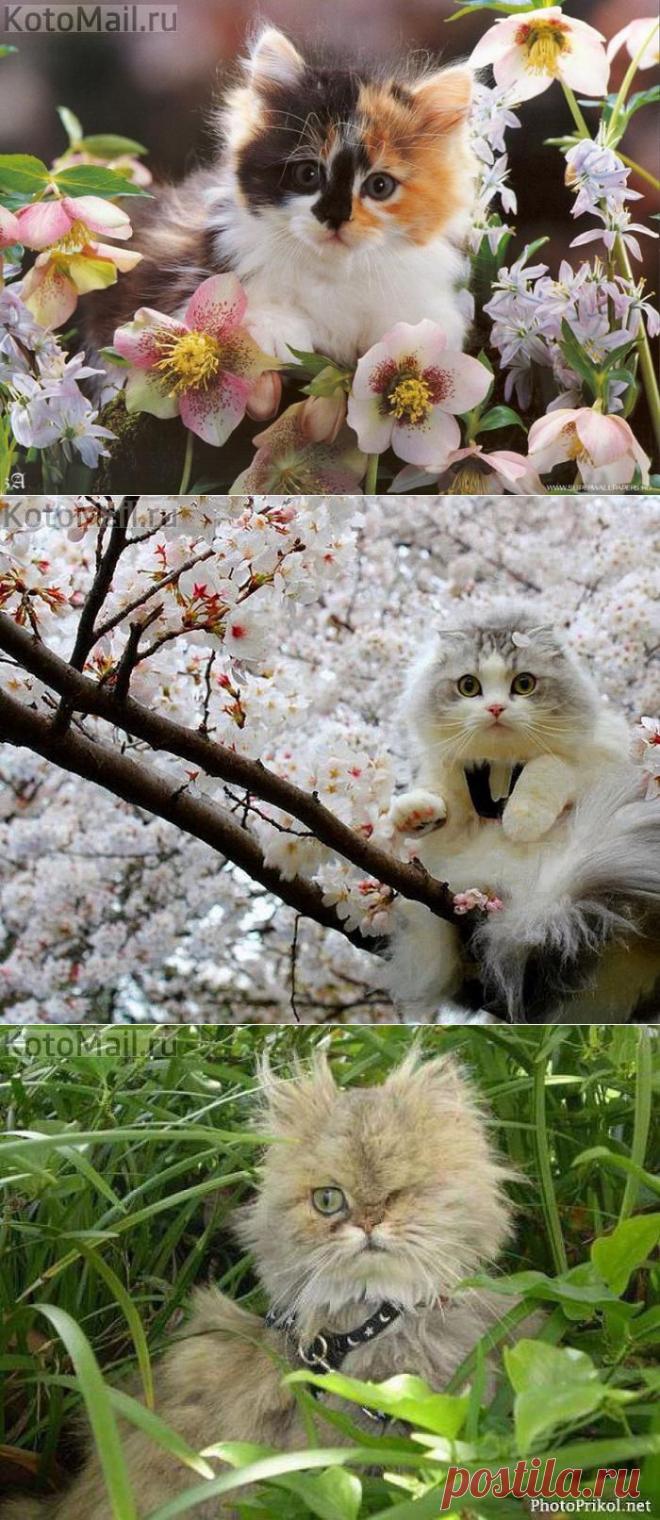 В цветущем саду! | KotoMail.ru