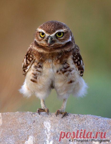 Like My Pants? Burrowing Owl by KJ Thurgood  http://kellythurgood.com /category/photographs-by-kj-thurgood/owls-photographs-by-kj-thurgood/| Therexa Dino  олол(а) это к доске owl