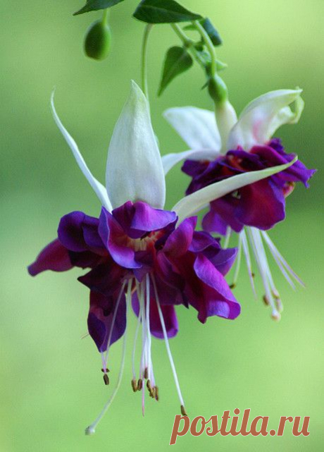 Purple and white fuchsia