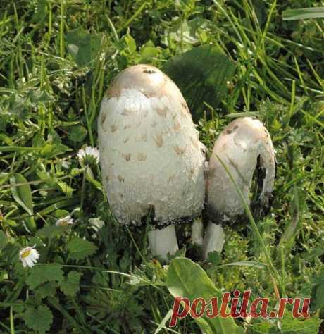 Albums | Paddestoelen &amp; zwammen | Inktzwam