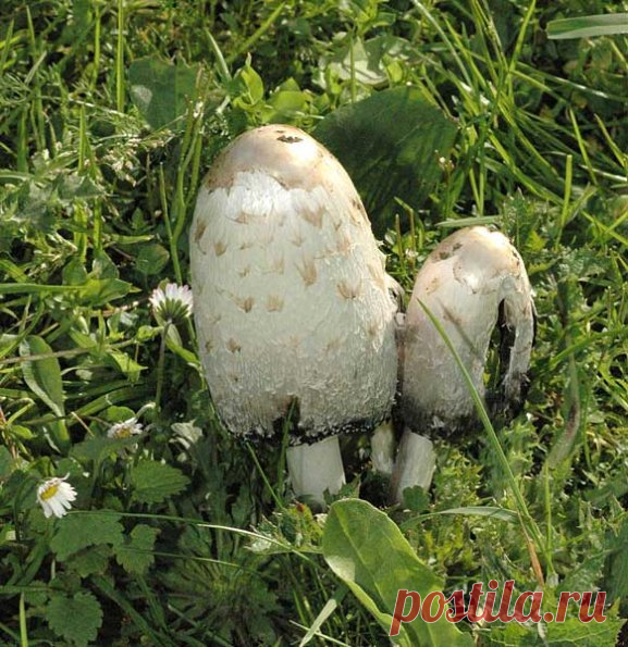 Albums | Paddestoelen & zwammen | Inktzwam