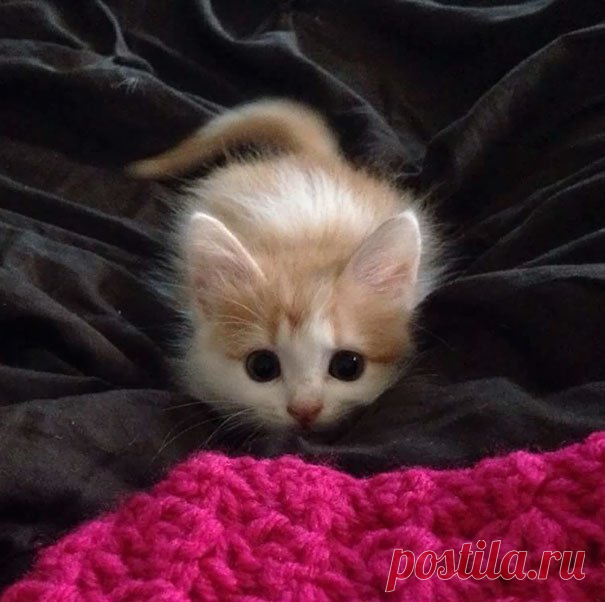 Максимально милые котята