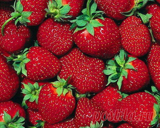 ПОДКОРМКА КЛУБНИКИ ДРОЖЖАМИ
Сttp://ok.ru/ret.zagatovki